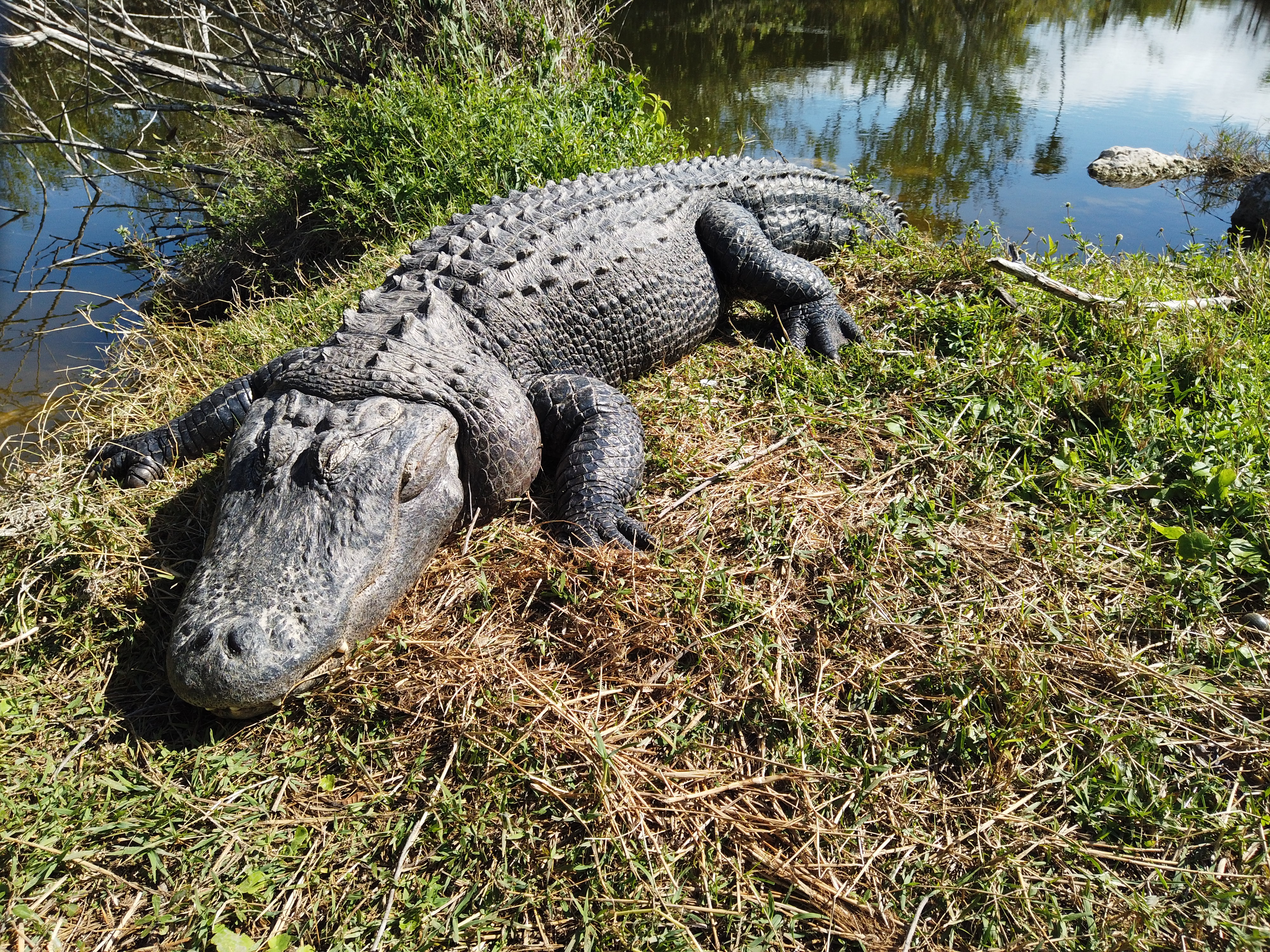 Národní park Everglades s aligátory